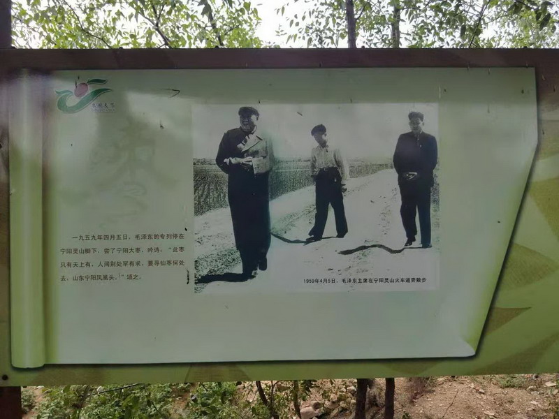 寧陽(yáng)縣“大棗之鄉(xiāng)”(圖7)