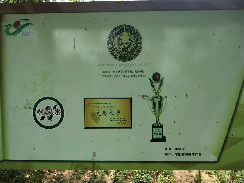 寧陽(yáng)縣“大棗之鄉(xiāng)”(圖6)