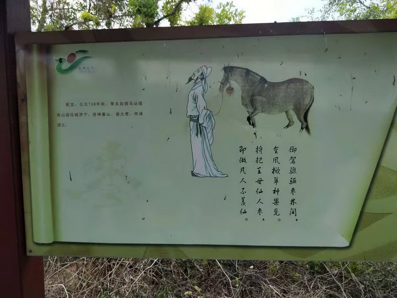 寧陽(yáng)縣“大棗之鄉(xiāng)”(圖5)